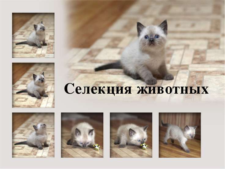 [PUNIQRANDLINE-(au-dating-names.txt) 68 Реферат по биологии тема животные 2147