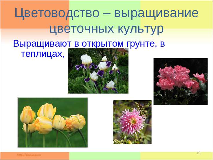 Цветоводство открытого грунта учебник