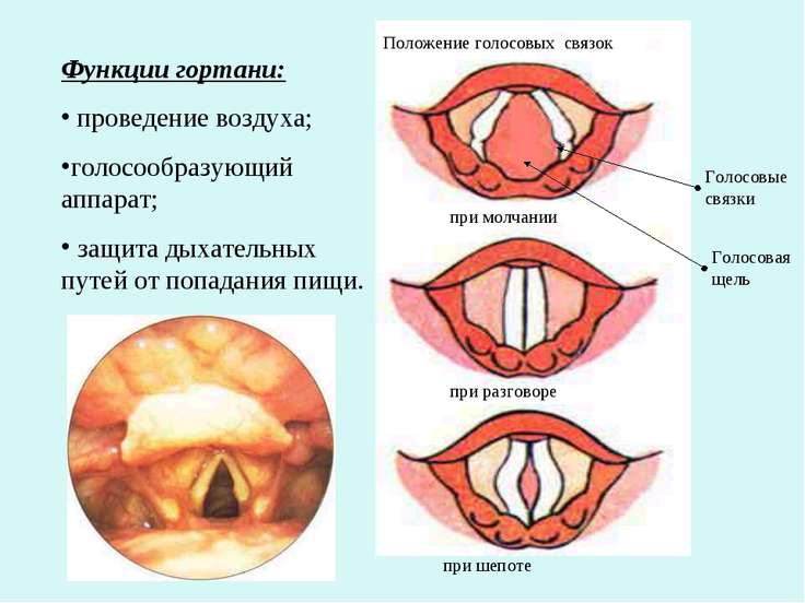 Голосовые складки при вдохе Голосовые складки при вдохе