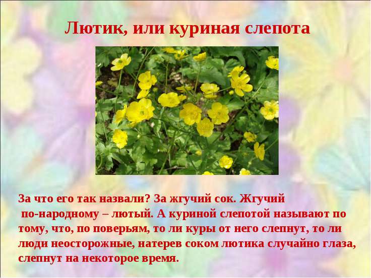 Почему цветок называется куриная слепота Почему цветок называется куриная слепота