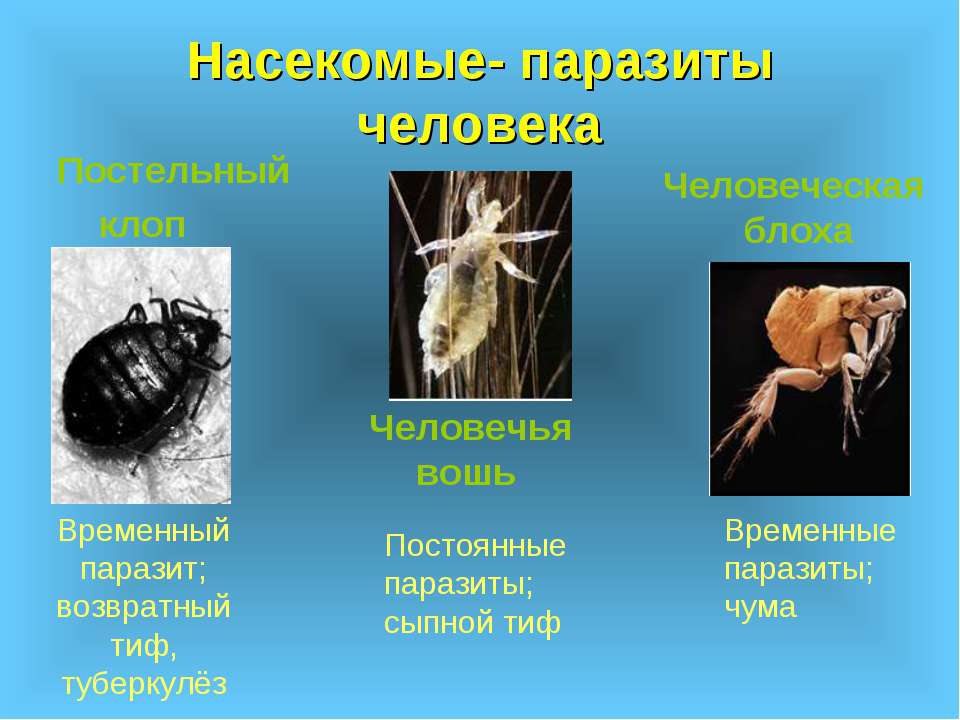 значение паразитов в природе и жизни человека.