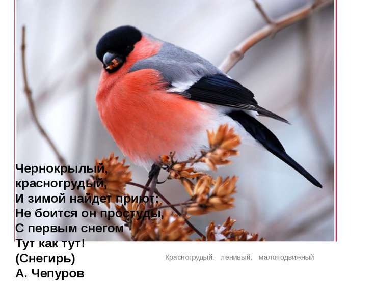 Лексическая Тема Зимующие Птицы - resurslow
