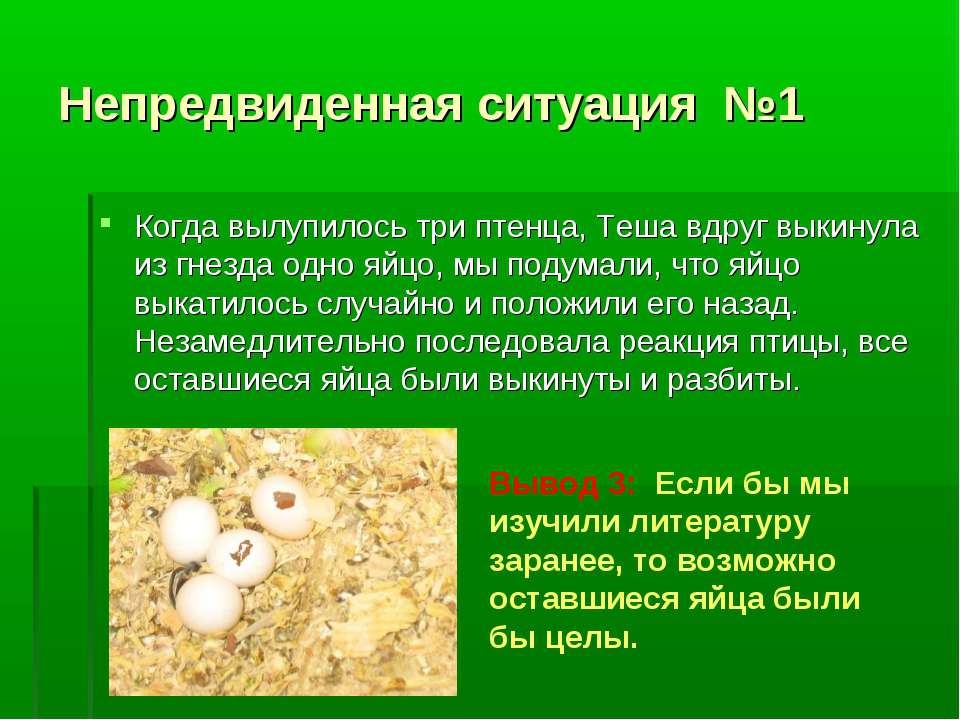 Волнистые попугаи домик Волнистые попугаи домик