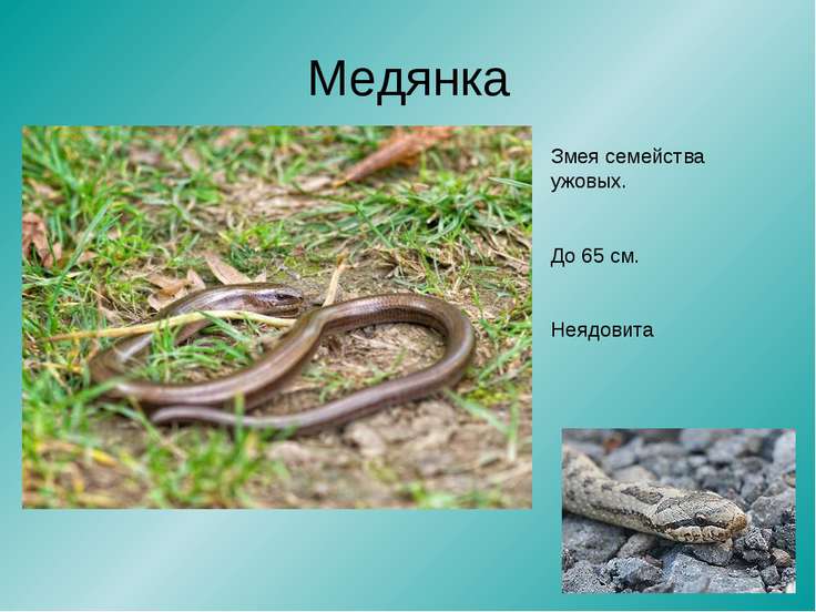 змеи ленинградской области фото онлайн змеи ленинградской области фото