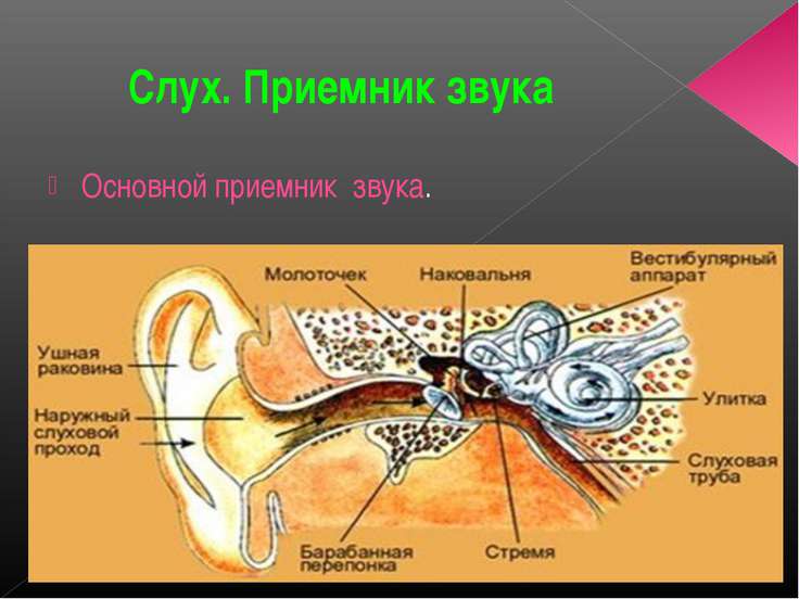 Воздействие на организм инфразвука и ультразвука. Реферат. Читать текст оnline -
