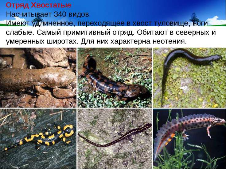 Презентация На Тему Отряд Хвостатые