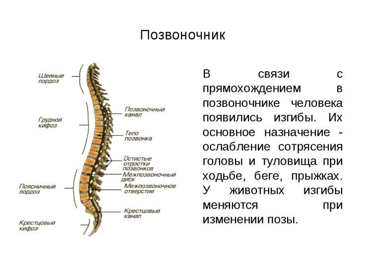 Позвоночник и их черты Позвоночник и их черты