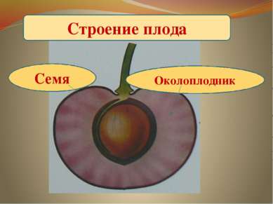 Лазарева Ольга Сергеевна - Диагност - Расписание приема врача Как будет Роды по-итальянски
