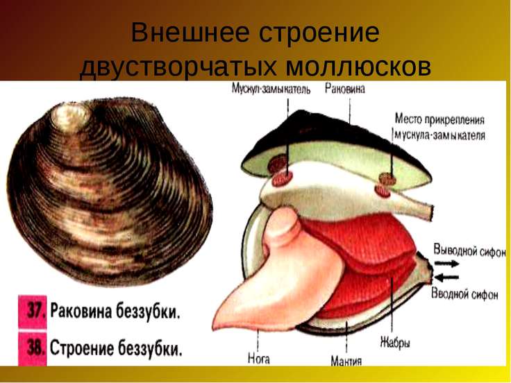 Скачать презентация по биологии 7 класс моллюски класс двустворчатые