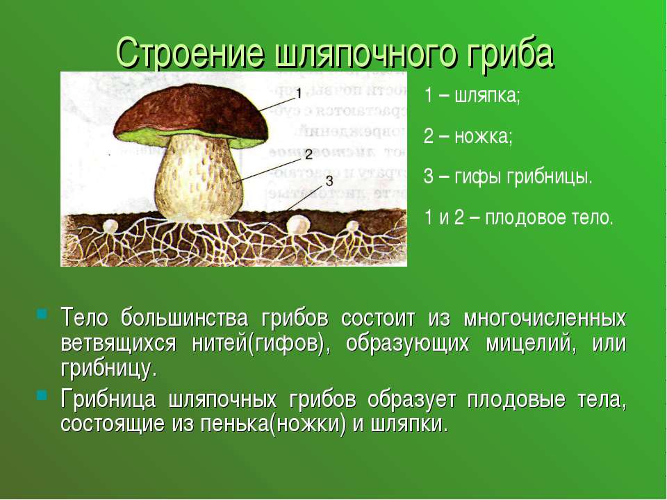 Сообщение о грибах по биологии 7 класс