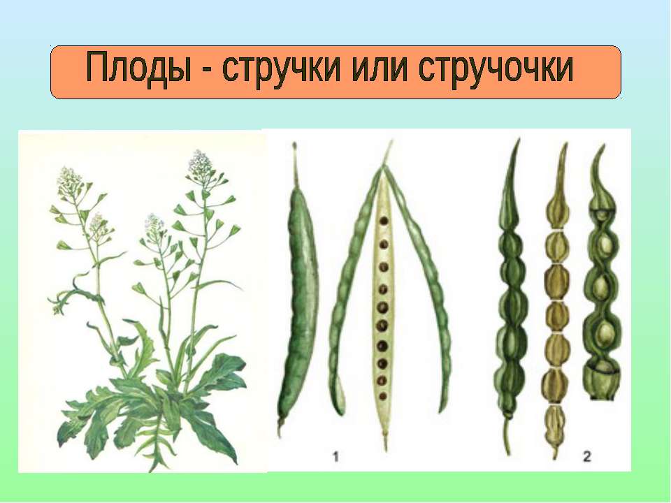 Плод крестоцветных это что Плод крестоцветных это что