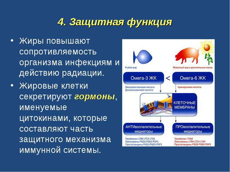 Функции подкожного жира
