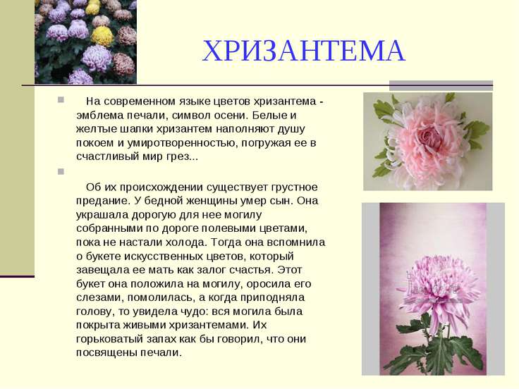 Рассказ о цветах осеннего цветок Рассказ о цветах осеннего цветок