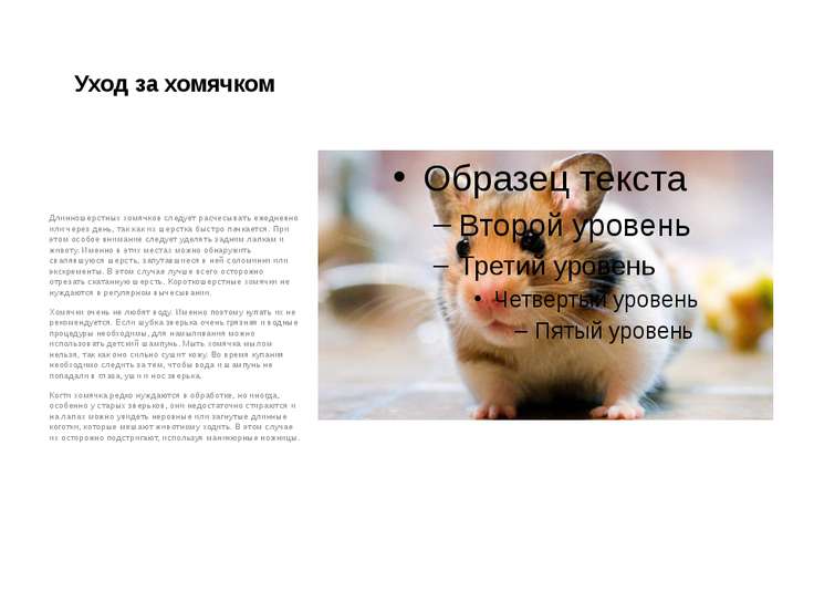 Все про уход за хомяком Все про уход за хомяком