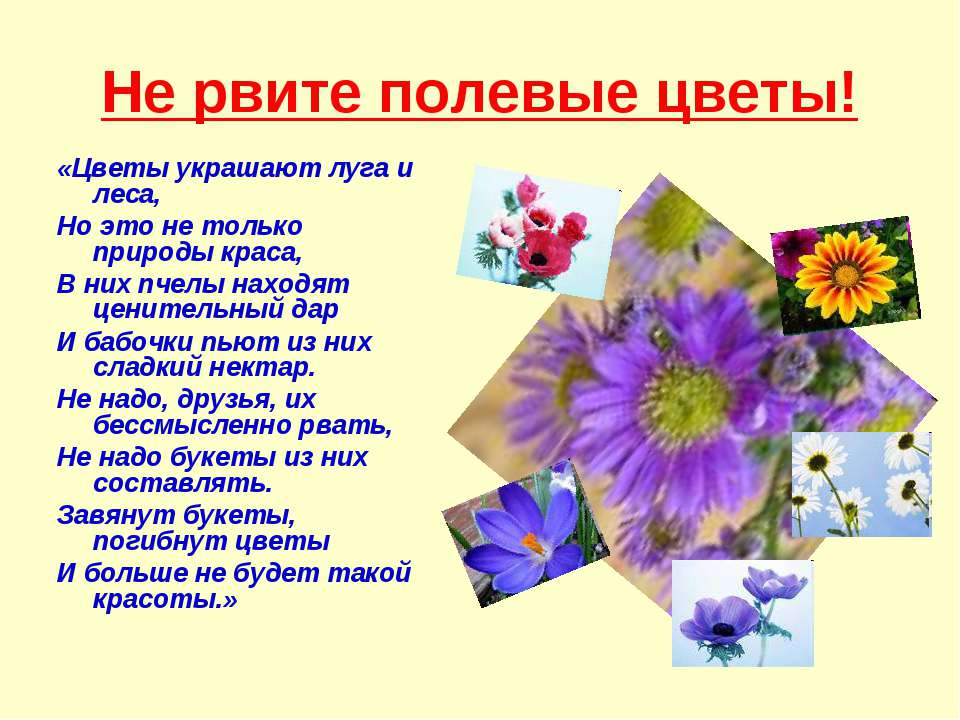 Сценарий мероприятия о цветах для дошкольников Сценарий мероприятия о цветах для дошкольников