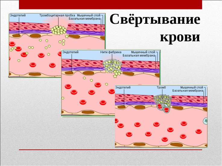 Свертывания крови связано с переходом Свертывания крови связано с переходом