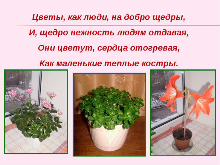 Цветы как люди