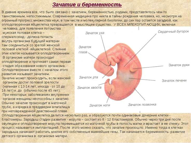 Болезни связанные с беременностью Болезни связанные с беременностью