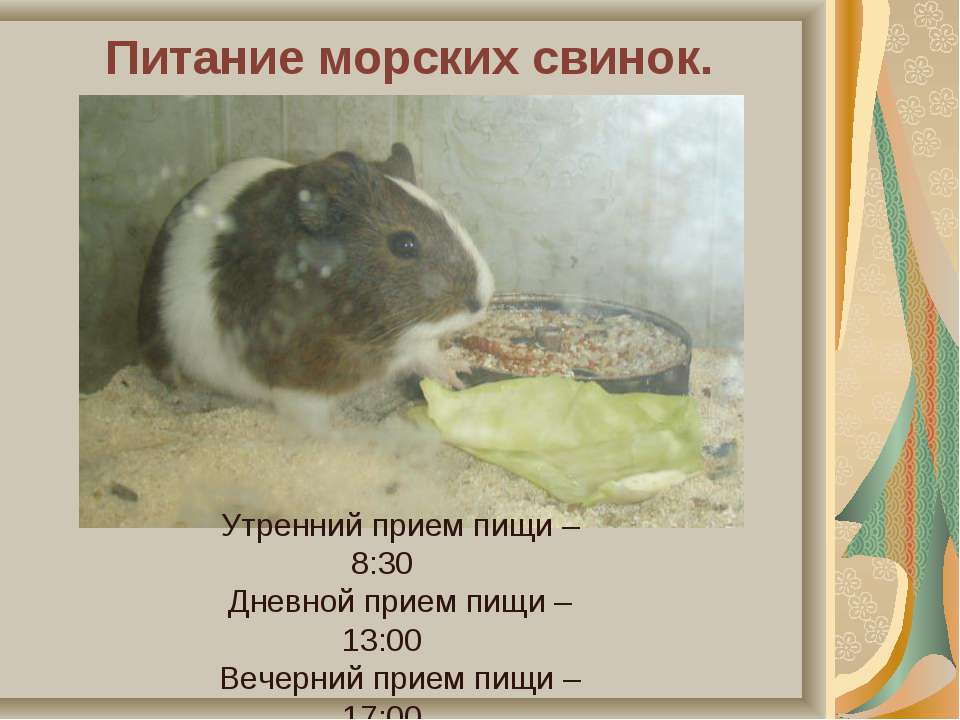 Кормление морских свинок. уход за морскими свинками Кормление морских свинок. уход за морскими свинками