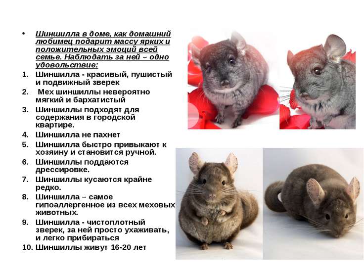 Шиншиллы и уход за ними в домашних условиях