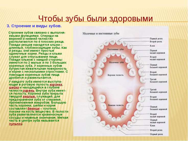 Коренные зубы у детей чтобы были здоровые Коренные зубы у детей чтобы были здоровые