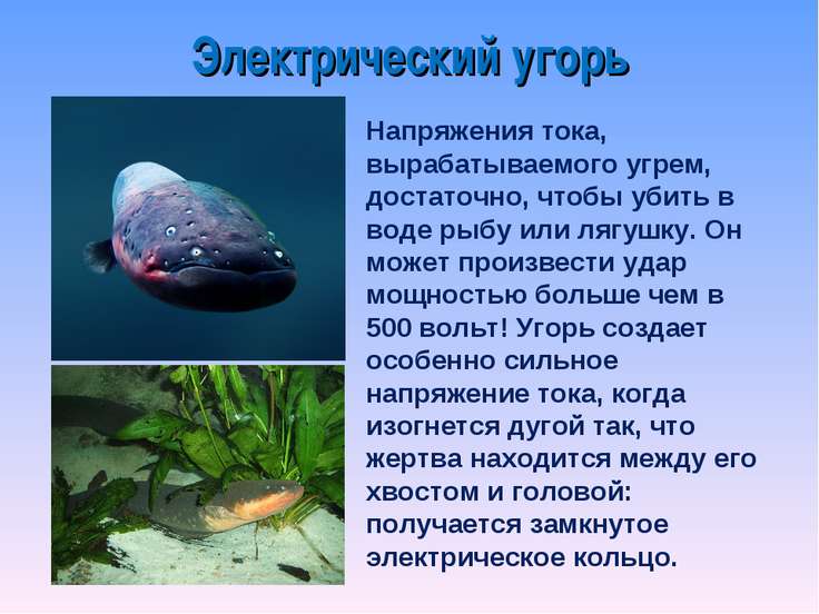 Как бьют током электрические угри Как бьют током электрические угри