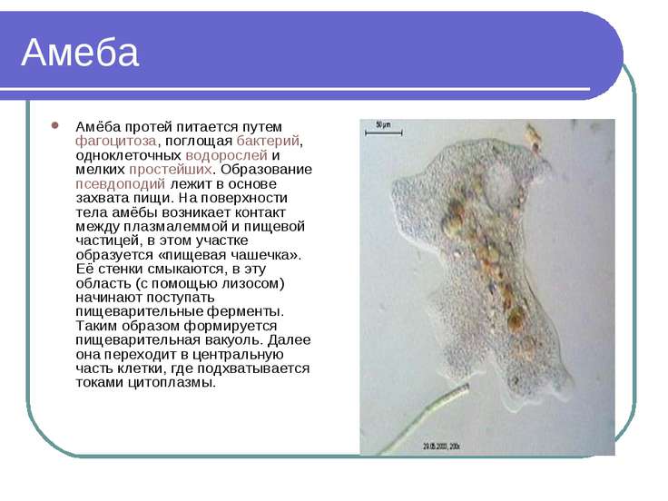 online Lateral Gene Transfer