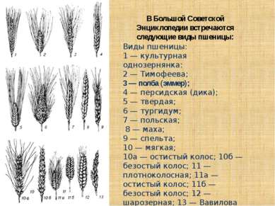 Виды пшеницы: 1 — культурная однозернянка: 2 — Тимофеева; 3 — полба (эммер); ...