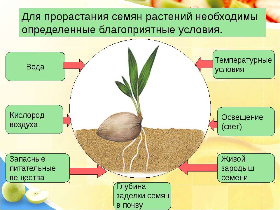 Почему для высших растений необходимо присутствие в почве Почему для высших растений необходимо присутствие в почве