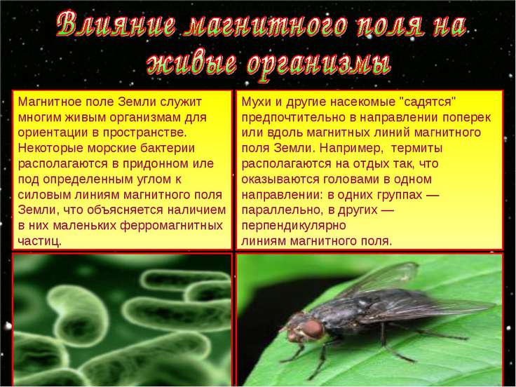 Влияние магнитных полей на живые организмы реферат 5164