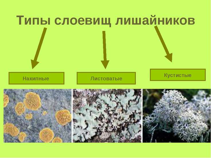 Презентация на тему "Общая характеристика лишайников" - скачать ...