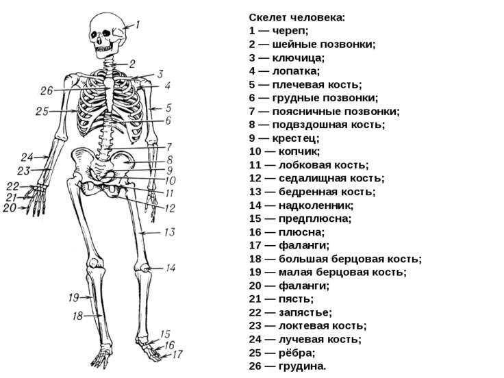 Скелет человека картинки 8 класс