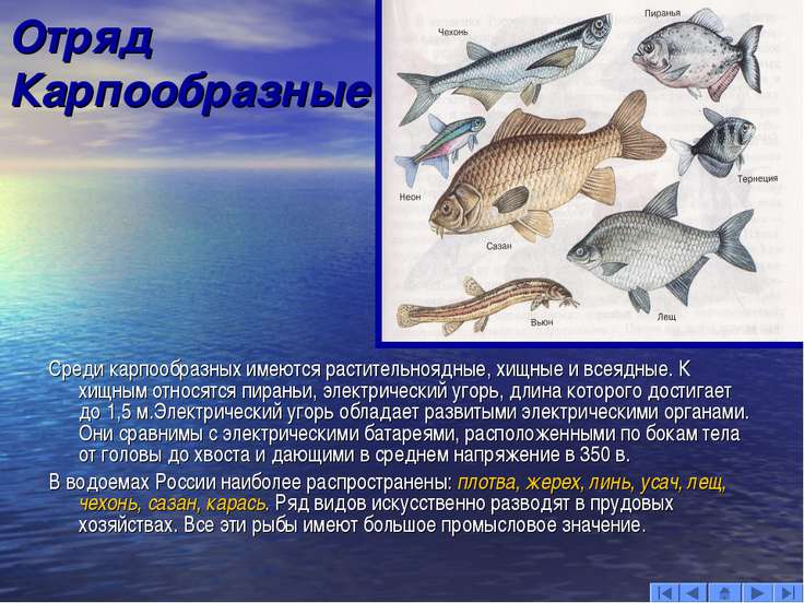 Презентацию по биологии на тему лососеобразные