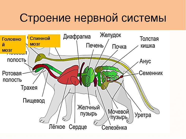 Схема строение организма животных Схема строение организма животных