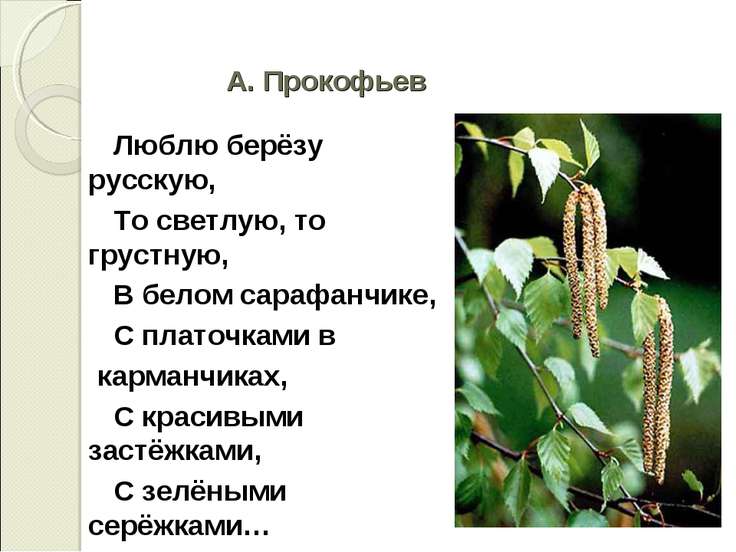 А прокофьев березка стих А прокофьев березка стих