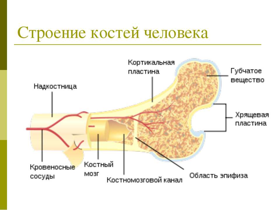 Трубчатая Кость Презентацию По Анатомии