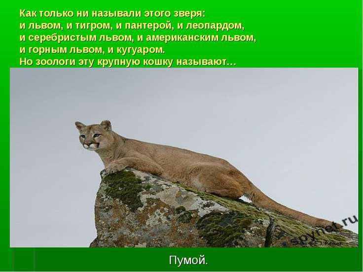 Доклад про зверя из красной книги 8467