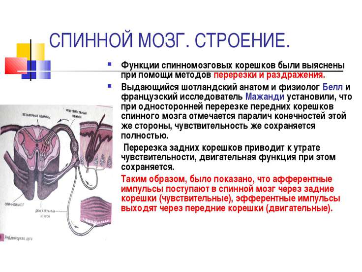 термобелье для российская разработка спинной мозг вариантом этому материалу