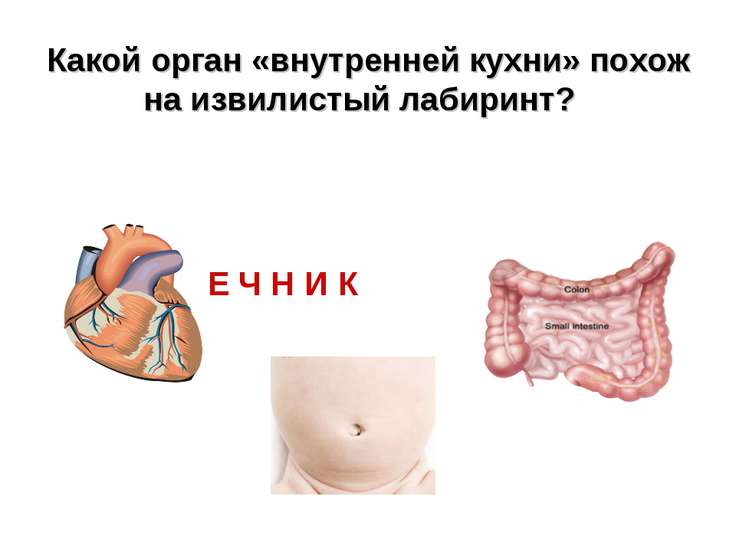 как работает наш организм 2 класс презентация