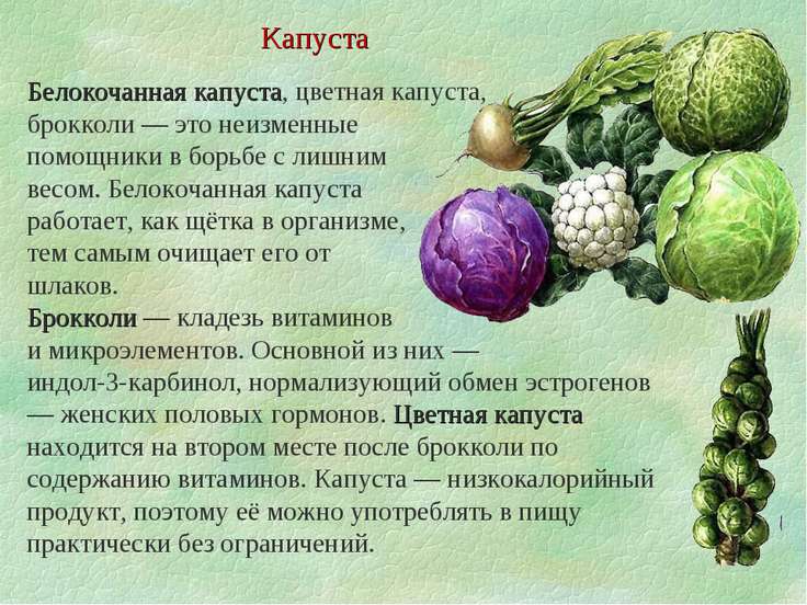 полезные свойства белокочанной капусты полезные свойства белокочанной капусты