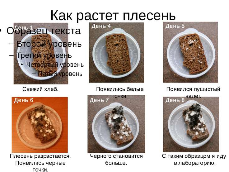Дизайны машинной вышивки Гарант-Сервис