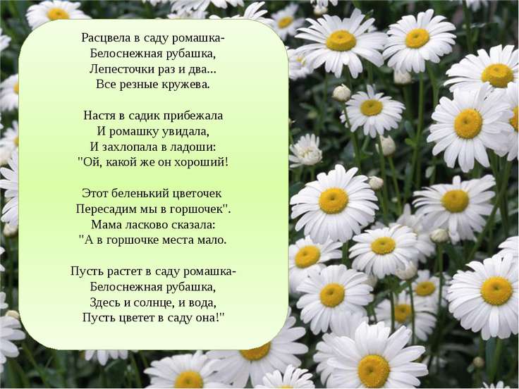 Рассада многолетних цветов, купить многолетники оптом Презентация на тему: "Платонов А.П. «Цветок на земле