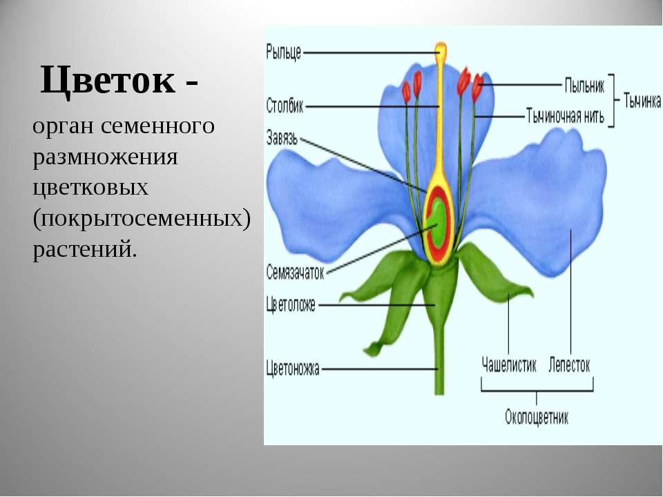 Цветок органы цветка Цветок органы цветка