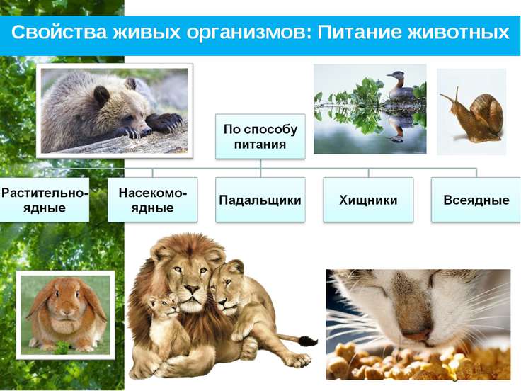 С чем связана потребность живых организмов С чем связана потребность живых организмов