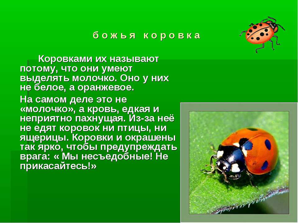 Божья коровка что умеет делать 14