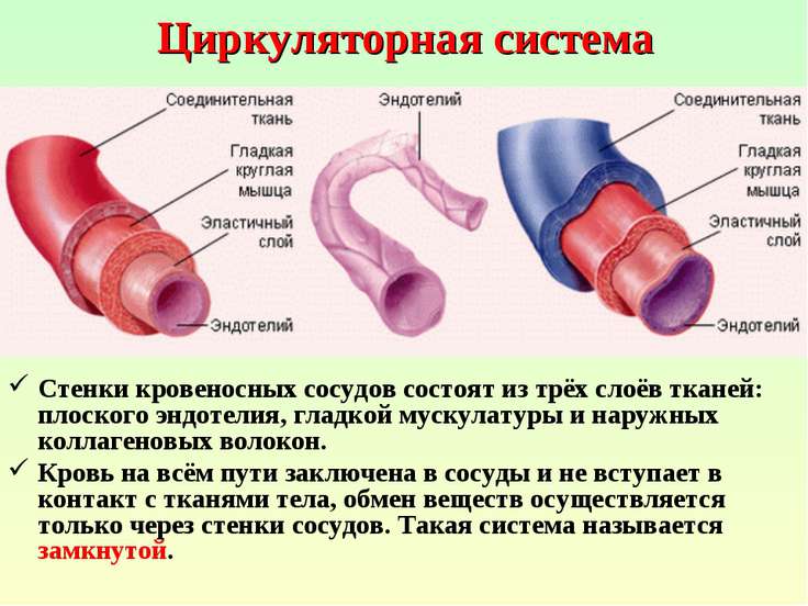 Ребёнок с кровеносными сосудами Ребёнок с кровеносными сосудами