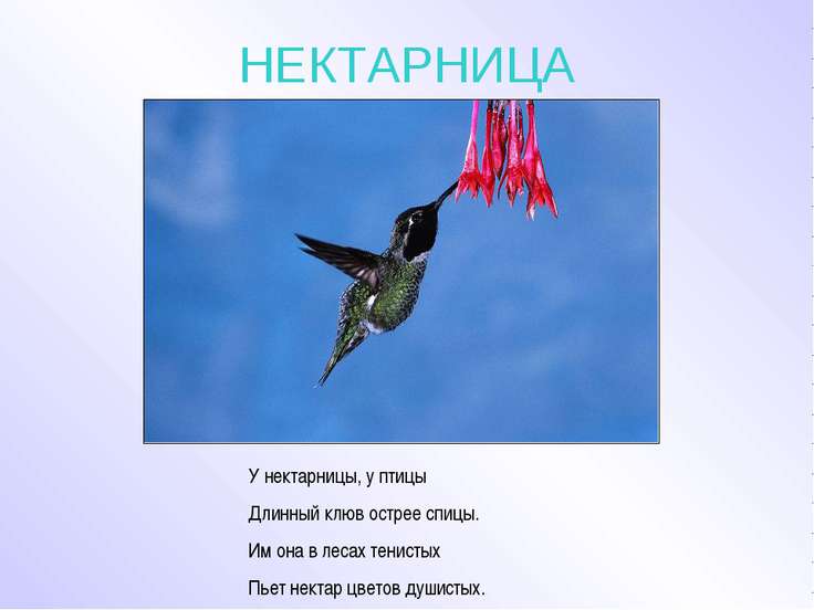 Стих про райских птиц Стих про райских птиц