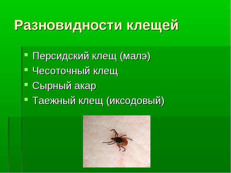 Презентация на тему "Клещевой энцефалит" - скачать бесплатно ...