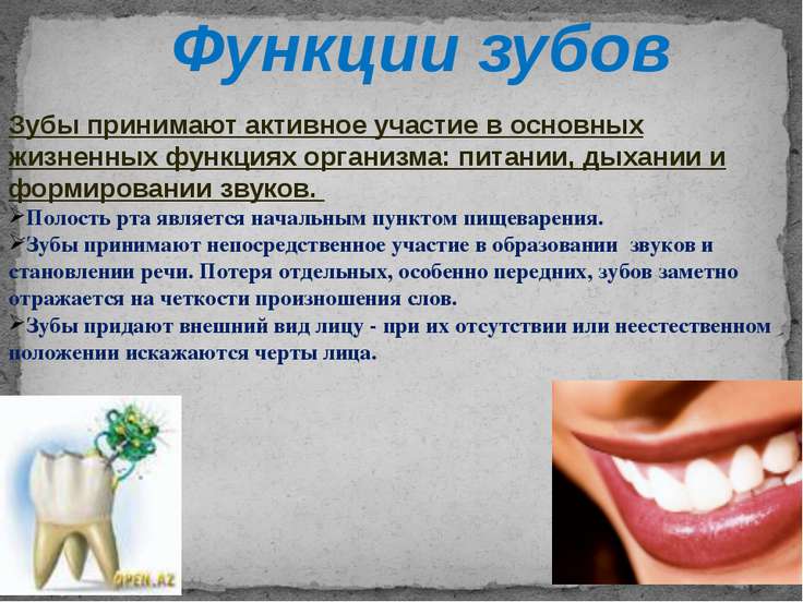 Морфофункциональные особенности зубов Морфофункциональные особенности зубов