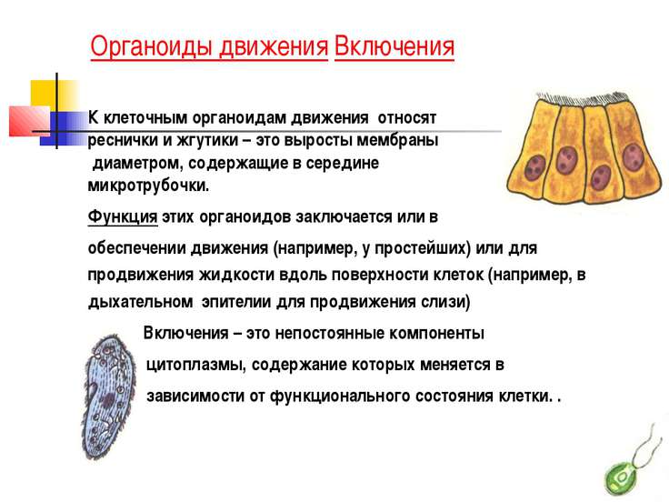 Реснички биология функции Реснички биология функции